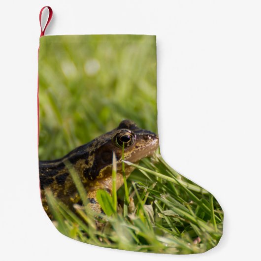Petite Chaussette De Noël Grenouille (Devant)
