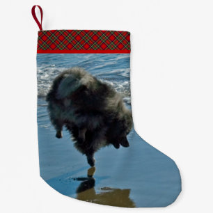 Petite Chaussette De Noël Keeshond Ballet Photographie - Joli chien d'origin