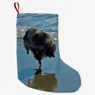 Petite Chaussette De Noël Keeshond Ballet Photographie - Joli chien d'origin