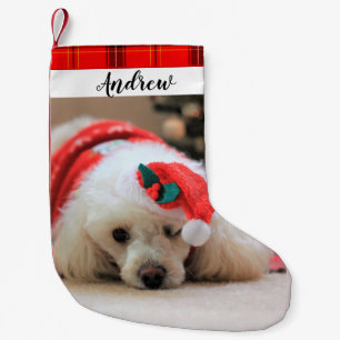 Petite Chaussette De Noël Le chien de caniche Noël Réservation