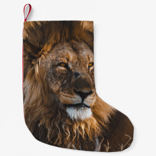 PETITE CHAUSSETTE DE NOËL LION DANS LE PARC NATIONAL D'ETOSHA