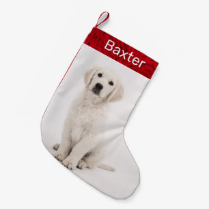 Petite Chaussette De Noël Pet Dog Photo Holiday Golden Retriever