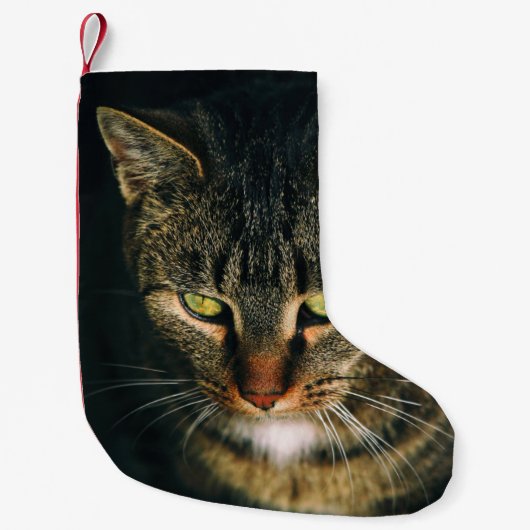 PETITE CHAUSSETTE DE NOËL PHOTOGRAPHIE COMPLÈTE DE TABY GRIS CAT (Devant)