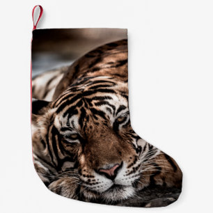 Petite Chaussette De Noël ranthambore tigre mâle sauvage Image d'art