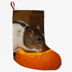 Petite Chaussette De Noël rat à capuchon noir effrayant mangeant des graine