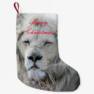 Petite Chaussette De Noël Repos blanc de lion de l'Afrique du Sud