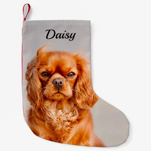 Petite Chaussette De Noël Ruby Cavalier King Charles Spaniel Chien (Devant)