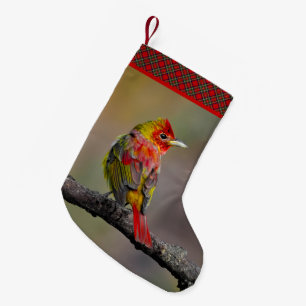 Petite Chaussette De Noël Tangara écarlate en mue - Photographie originale