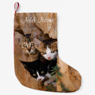 Petite Chaussette De Noël Trois Cute Curieux Chat Kittens Visages Drôle Phot