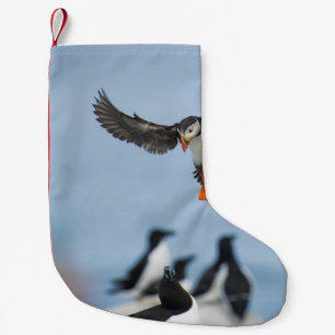 PETITE CHAUSSETTE DE NOËL UN PUFFIN DE L'ATLANTIQUE ARRIVE SUR LE TERRAIN AV