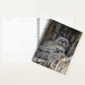 Petite chouette à cornes 2024 (Devant avec enveloppe)