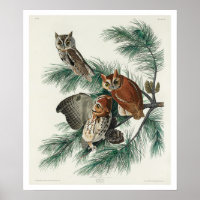 Petite chouette à cris par Audubon Poster