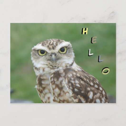 Petite chouette HELLO Carte postale (Devant)