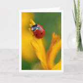 Petite dame sur une fleur (Devant)