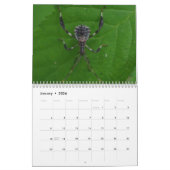 Petite Faune : Calendrier des insectes (Jan 2026)