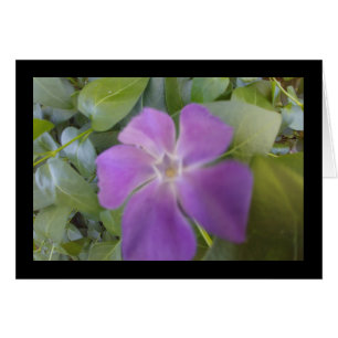 Petite floraison violette - Chanson de Sol. 8:6 Sa