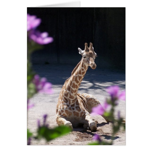 petite girafe (Devant)