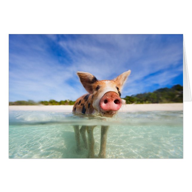 Petite porcelet (Devant horizontal)