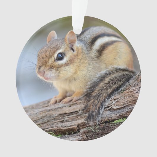 Petite tamia simplement adorable (devant)