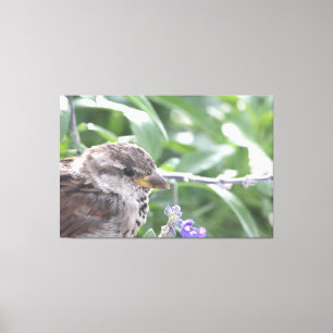 Petite toile d'oiseau