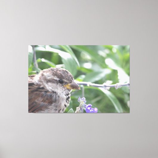 Petite toile d'oiseau (Recto)