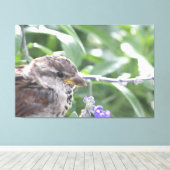 Petite toile d'oiseau (Insitu (Plancher de Bois))