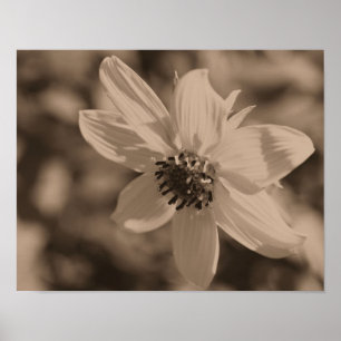 Petite zonnebloem in  sepia poster