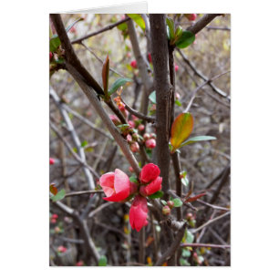 petites fleurs rouges