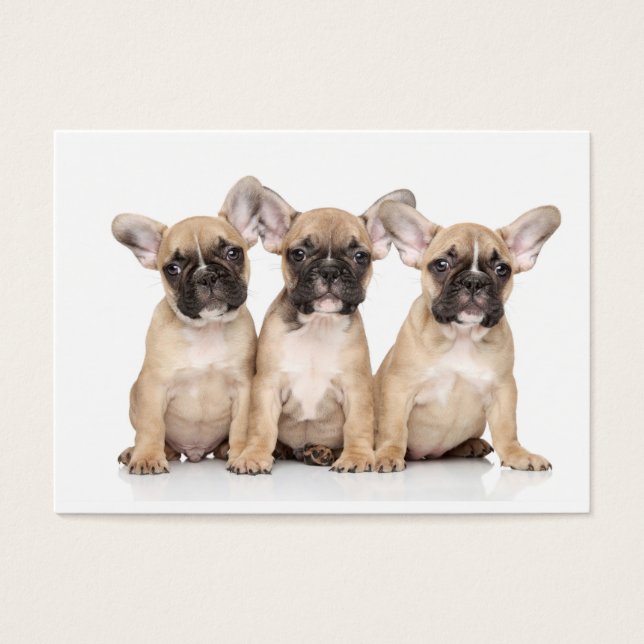 Petits Bulldogs français (Devant)