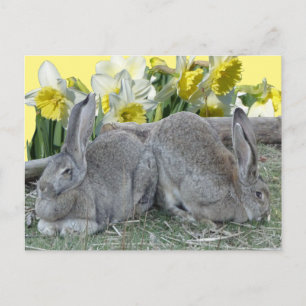 Petits Bunnies Daffodils Poussière. Carte postale 