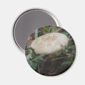 Petits champignons Brown OBX Magnet (Recto/Verso)