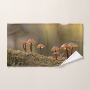 Petits champignons Photo nature