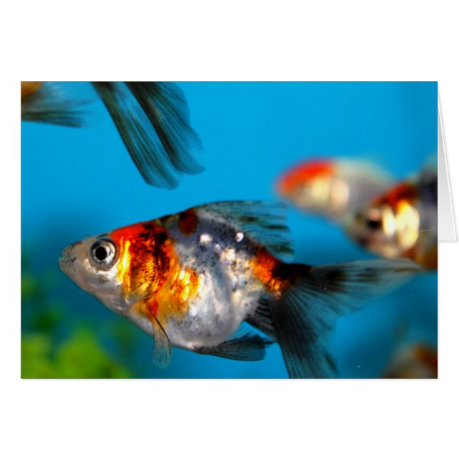 Petits poissons (Devant horizontal)