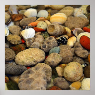 Petoskey Stones met Shells Poster