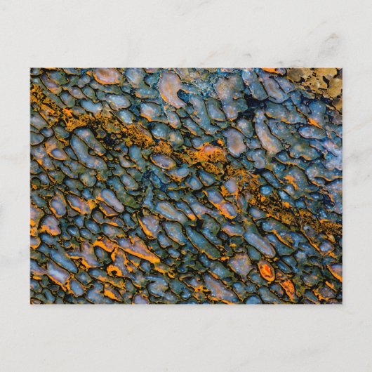 Petrified Dinosaur Bone Briefkaart (Voorkant)