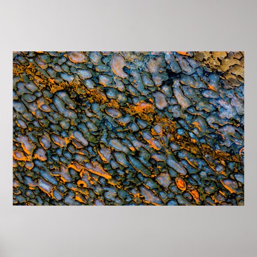 Petrified Dinosaur Bone Poster (Voorkant)