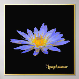 Pétrole Accent Water Lily Design Imprimer Poster A