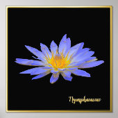 Pétrole Accent Water Lily Design Imprimer Poster A (Recto)