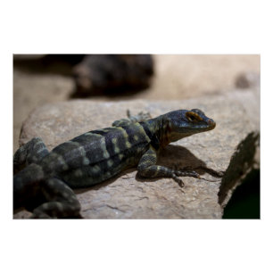 Petrosaurus thalassinus perfect poster