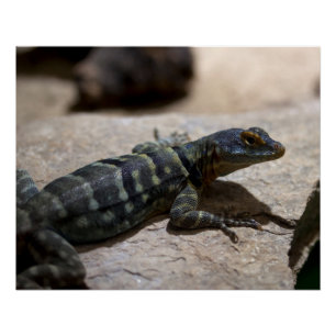 Petrosaurus thalassinus perfect poster