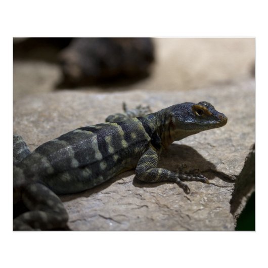 Petrosaurus thalassinus perfect poster (Voorkant)