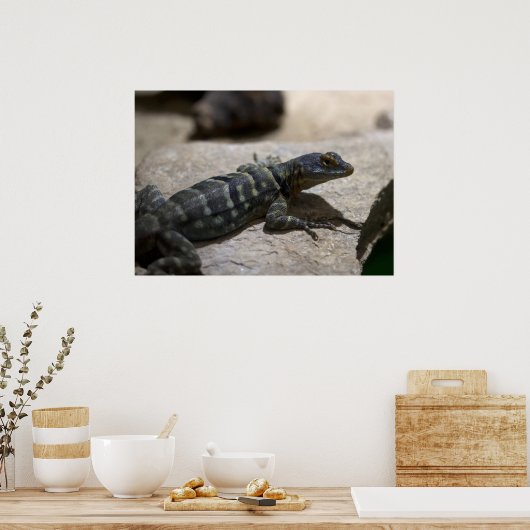 Petrosaurus thalassinus poster (Keuken)