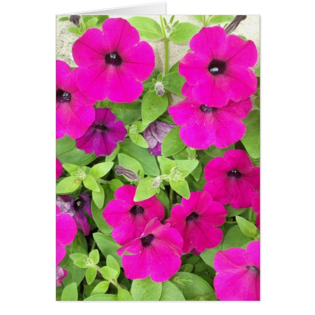 Petunia (Voorkant)