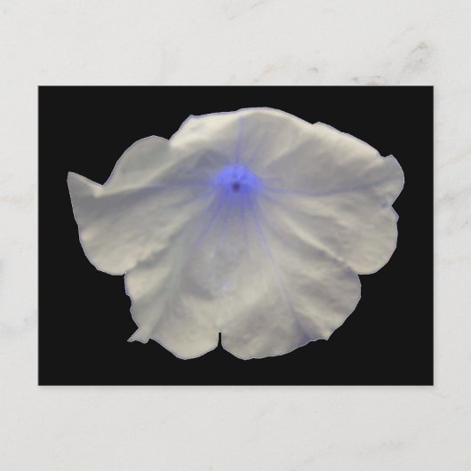 Petunia Blue Glow Briefkaart (Voorkant)