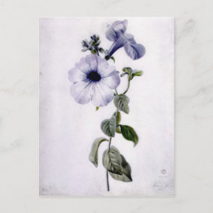 Petunia Briefkaart