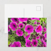Petunia Briefkaart (Voorkant / Achterkant)