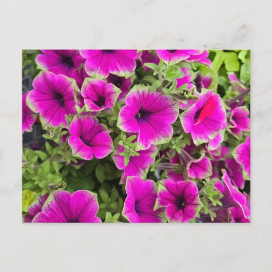 Petunia Briefkaart (Voorkant)