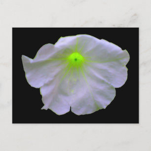 Petunia Bright Green Briefkaart