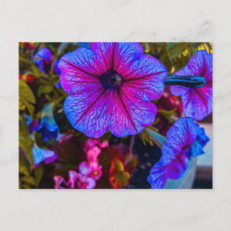 Petunia Close-Up | Stad van Bomen   Briefkaart