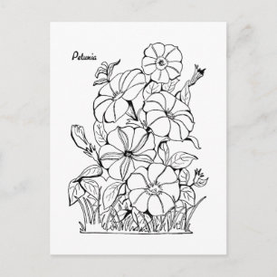  Petunia Flowers Adult Coloring Briefkaart